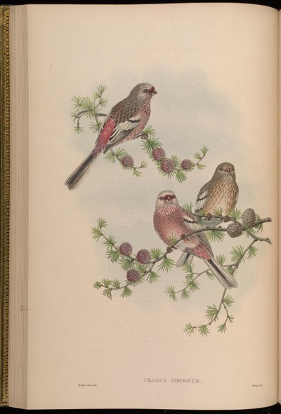 Uragus sibiricus by John Gould